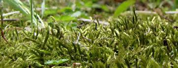 Attēlu rezultāti vaicājumam “Brachythecium albicans sporophyte”