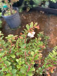 Attēlu rezultāti vaicājumam “Vaccinium vitis-idaea”