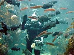 Image result for Pyle Octopush Club