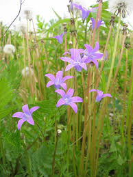 Attēlu rezultāti vaicājumam “Campanula patula fruit”