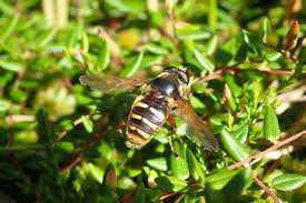 Attēlu rezultāti vaicājumam “Sericomyia silentis”