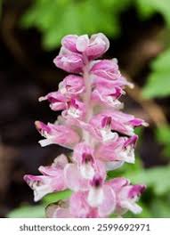 Attēlu rezultāti vaicājumam “Lathraea squamaria”