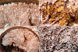 Attēlu rezultāti vaicājumam “Sporophagomyces chrysostomus”