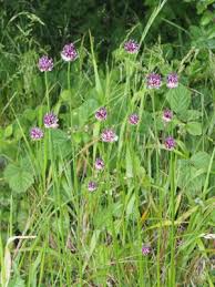Attēlu rezultāti vaicājumam “Allium scorodoprasum leaf”
