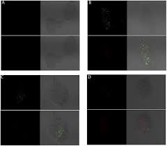 Attēlu rezultāti vaicājumam “Enteridium variabile”