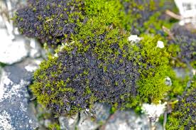 Attēlu rezultāti vaicājumam “Leptogium lichenoides”