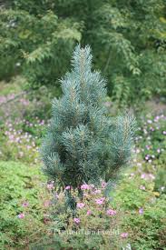 Attēlu rezultāti vaicājumam “Pinus sylvestris var. turfosa”