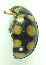 Attēlu rezultāti vaicājumam “Coccinula quatuordecimpustulata”