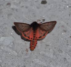 Attēlu rezultāti vaicājumam “Phragmatobia fuliginosa”