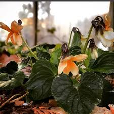 Attēlu rezultāti vaicājumam “Viola odorata”