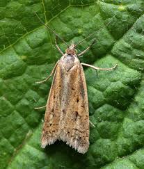 Attēlu rezultāti vaicājumam “Eana incanana”