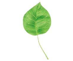 Attēlu rezultāti vaicājumam “Pyrus pyraster”