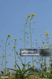 Attēlu rezultāti vaicājumam “Draba nemorosa fruit”