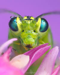 Attēlu rezultāti vaicājumam “Rhogogaster picta”