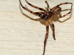 Attēlu rezultāti vaicājumam “Larinioides cornutus”