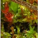 Attēlu rezultāti vaicājumam “Bryum pallens”