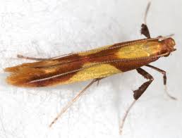 Attēlu rezultāti vaicājumam “Caloptilia alchimiella”