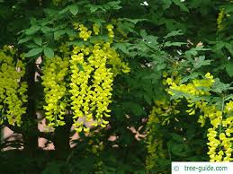 Attēlu rezultāti vaicājumam “Laburnum alpinum fruit”