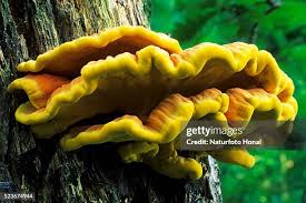 Attēlu rezultāti vaicājumam “Laetiporus sulphureus”