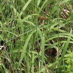 Attēlu rezultāti vaicājumam “Calamagrostis purpurea fruit”