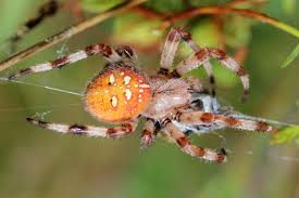 Attēlu rezultāti vaicājumam “Araneus quadratus male”