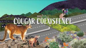 Image result for Craigmount Cougars