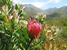 File:Cape Winelands Shale Fynbos - South Africa vegetation types ...