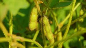 Image result for Leaves Green Bowmen