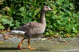 Attēlu rezultāti vaicājumam “Anser anser juvenile”