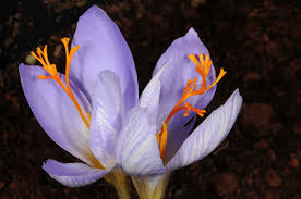 Attēlu rezultāti vaicājumam “Crocus speciosus”