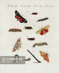 Attēlu rezultāti vaicājumam “Callimorpha dominula larva”