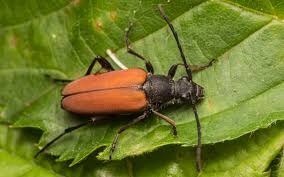 Attēlu rezultāti vaicājumam “Anastrangalia sanguinolenta female”