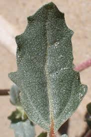 Attēlu rezultāti vaicājumam “Atriplex littoralis leaf”