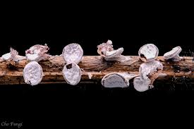 Attēlu rezultāti vaicājumam “Diderma hemisphaericum spores”