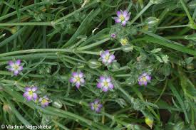 Attēlu rezultāti vaicājumam “Spergularia marina leaf”