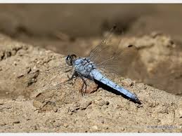 Attēlu rezultāti vaicājumam “Orthetrum brunneum”