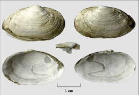 Attēlu rezultāti vaicājumam “Mya arenaria”