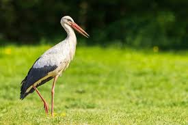 Attēlu rezultāti vaicājumam “Ciconia ciconia”