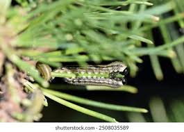 Attēlu rezultāti vaicājumam “Neodiprion sertifer larva”