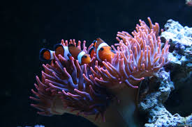 Image result for Anemonenarten