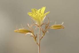 Attēlu rezultāti vaicājumam “Linaria vulgaris bud”