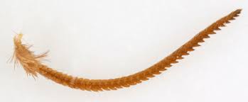 Attēlu rezultāti vaicājumam “Malacosoma castrensis male”