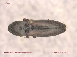 Attēlu rezultāti vaicājumam “Elateridae”