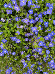 Attēlu rezultāti vaicājumam “Veronica filiformis flower”