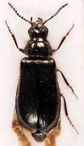 Attēlu rezultāti vaicājumam “Dasytes caeruleus”