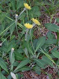 Attēlu rezultāti vaicājumam “Pilosella officinarum bud”