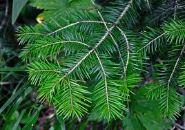 Attēlu rezultāti vaicājumam “Abies sibirica”