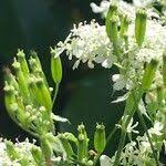 Attēlu rezultāti vaicājumam “Anthriscus sylvestris fruit”