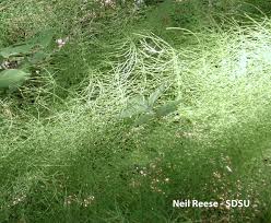 Attēlu rezultāti vaicājumam “Equisetum arvense”