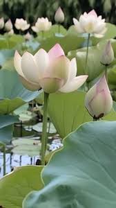 Attēlu rezultāti vaicājumam “Lotus sp. bud”